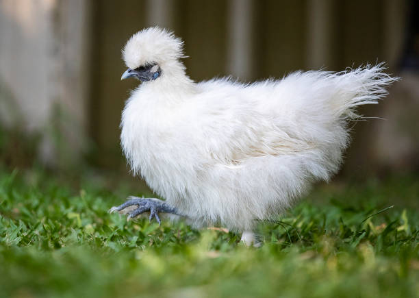 Silkie chicken breed