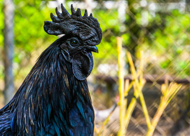 Ayam Cemani