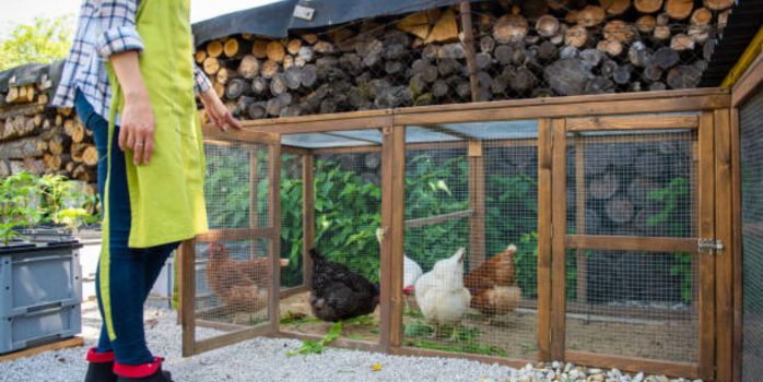 DIY Walk-In Coop Plans