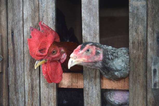 Production Blue Hen Vs Rooster