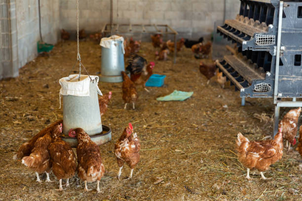 RentACoop Treadle Feeder chicken