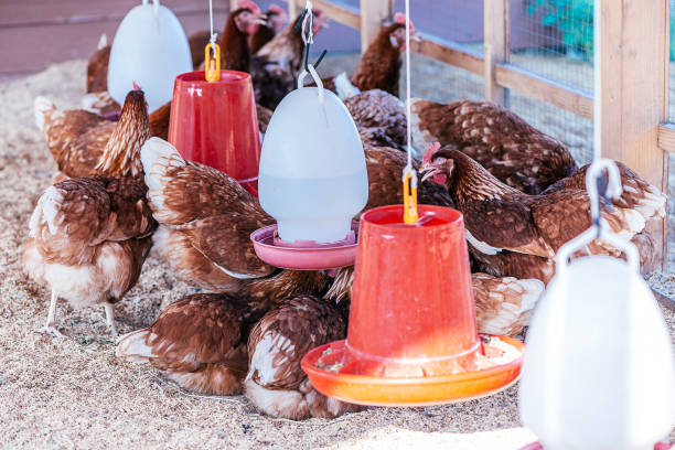 Considerations for Choosing a Feeder Flock Size