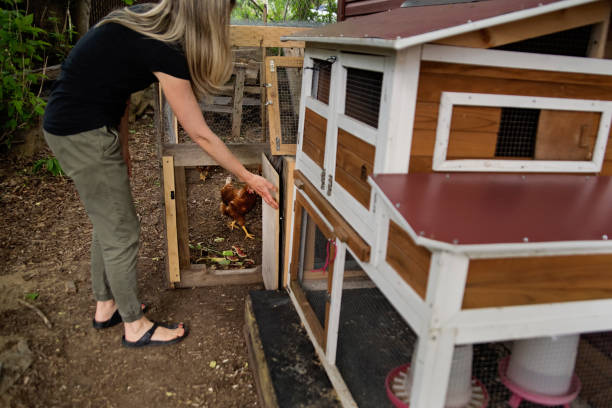 Designing Your Chicken Run 