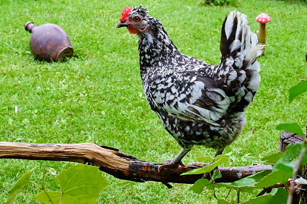 Lavender Wyandotte Rooster