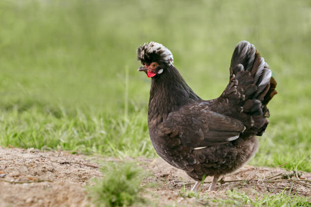 Blue Wyandotte Chicken