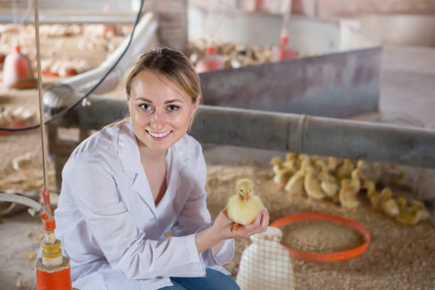 Revolutionizing Poultry Farming