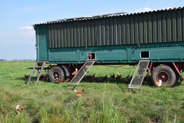 Large Chicken Coop on Wheels