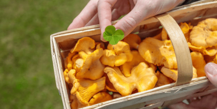 Fresh Chicken of the Woods mushrooms with bright orange and yellow hues, ideal for cooking.