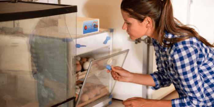 Proper storage of Chicken of the Woods mushrooms, including refrigeration and freezing tips to maintain freshness and flavor.