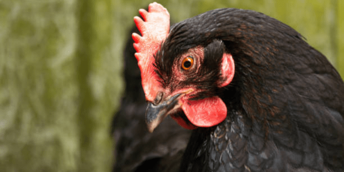 "Side profile of a Black Sex Link chicken highlighting its body structure."