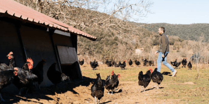 "Spacious chicken coop designed for Black Sex Link chickens with ample ventilation." 